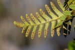 Resurrection fern